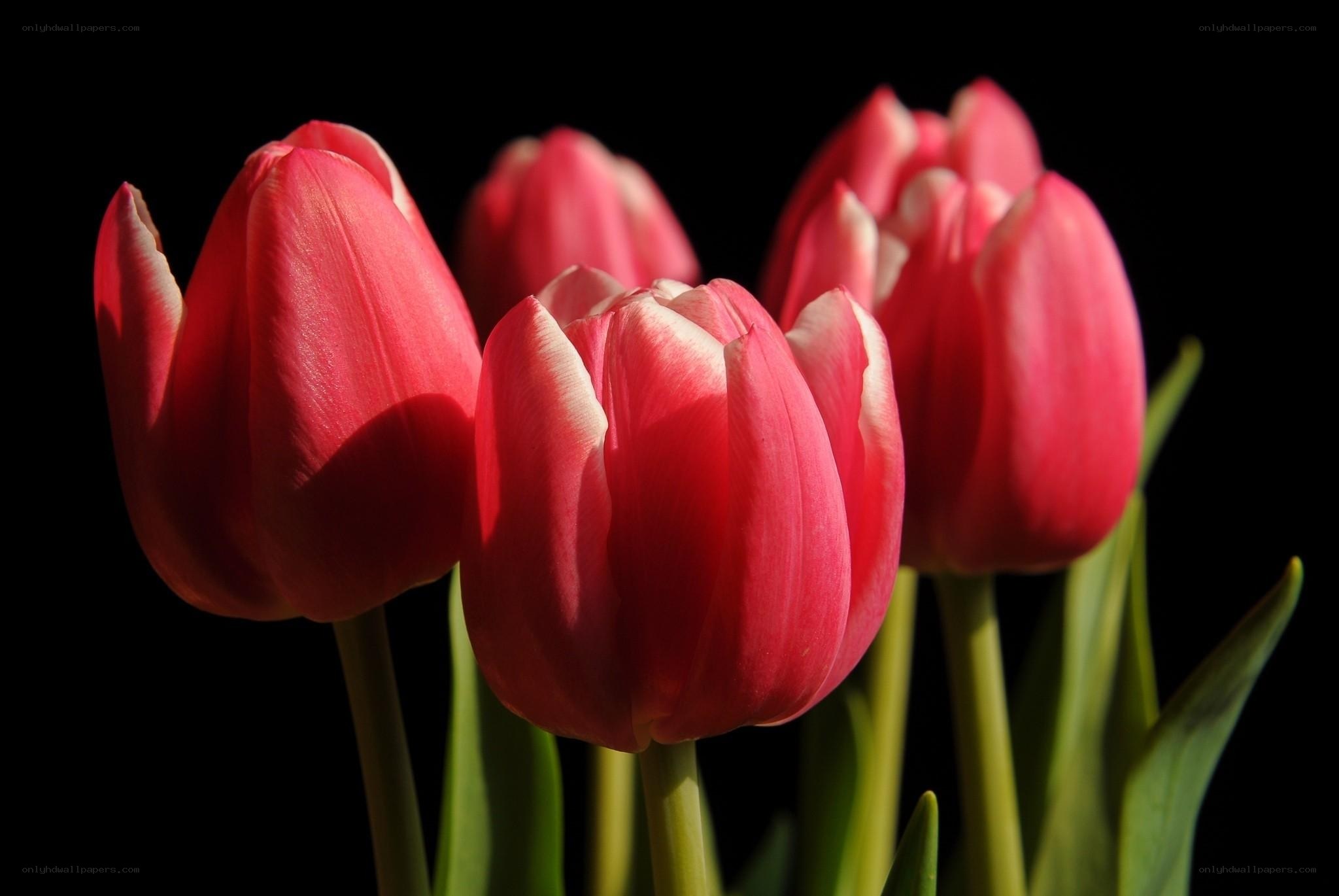 Red tulips in sunlight
