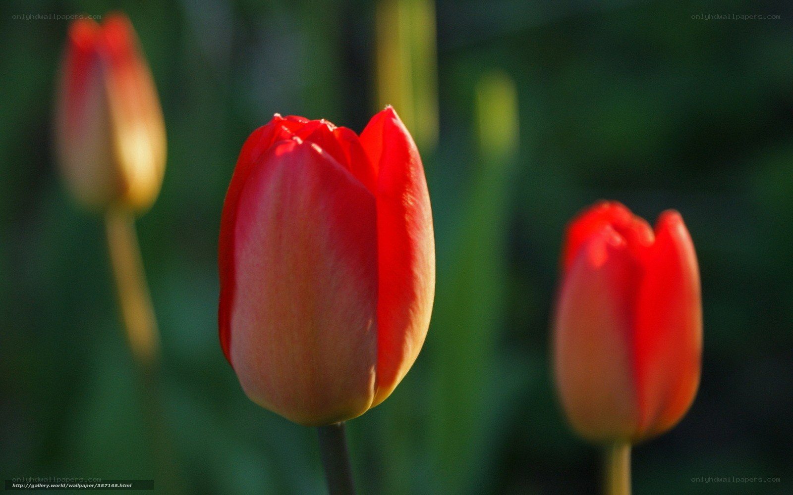 Red tulips in sunlight