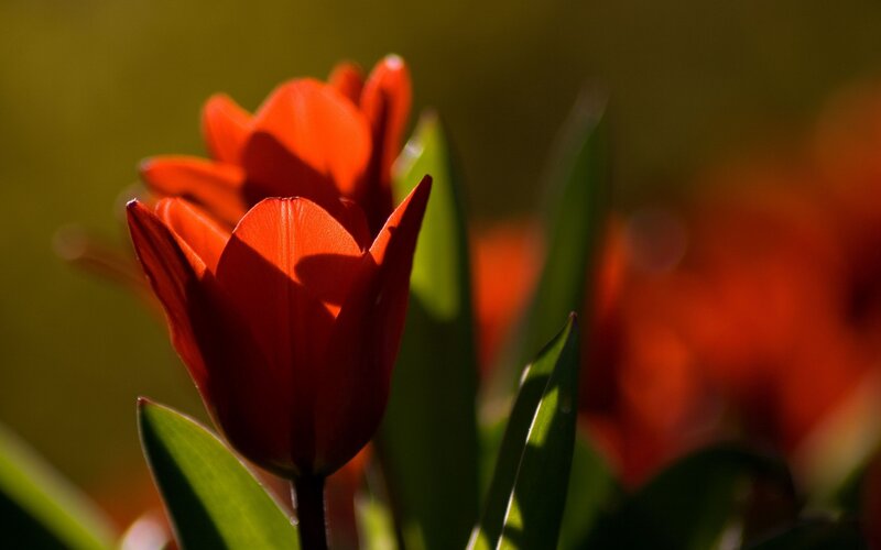Red tulips in sunlight