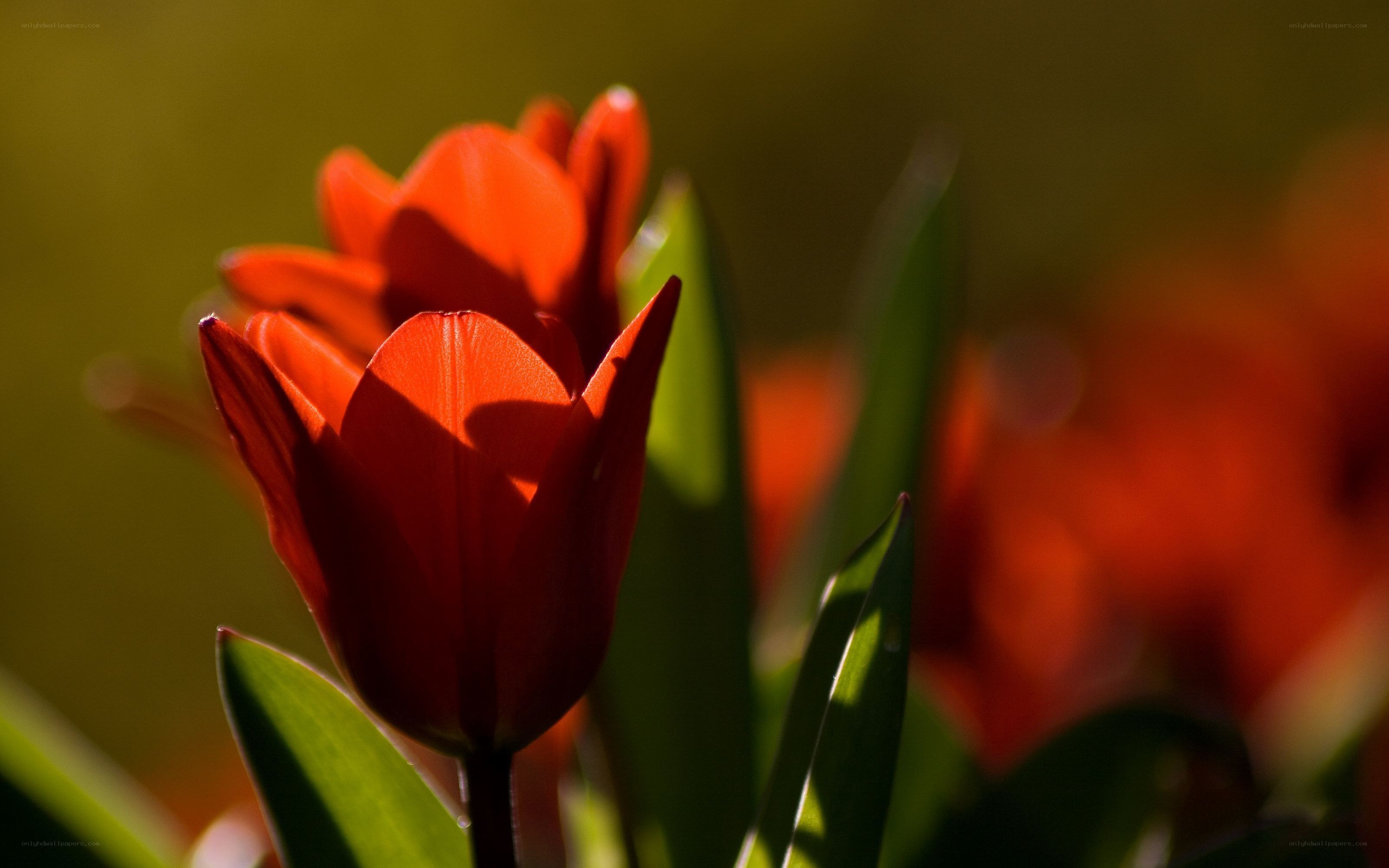 Red tulips in sunlight