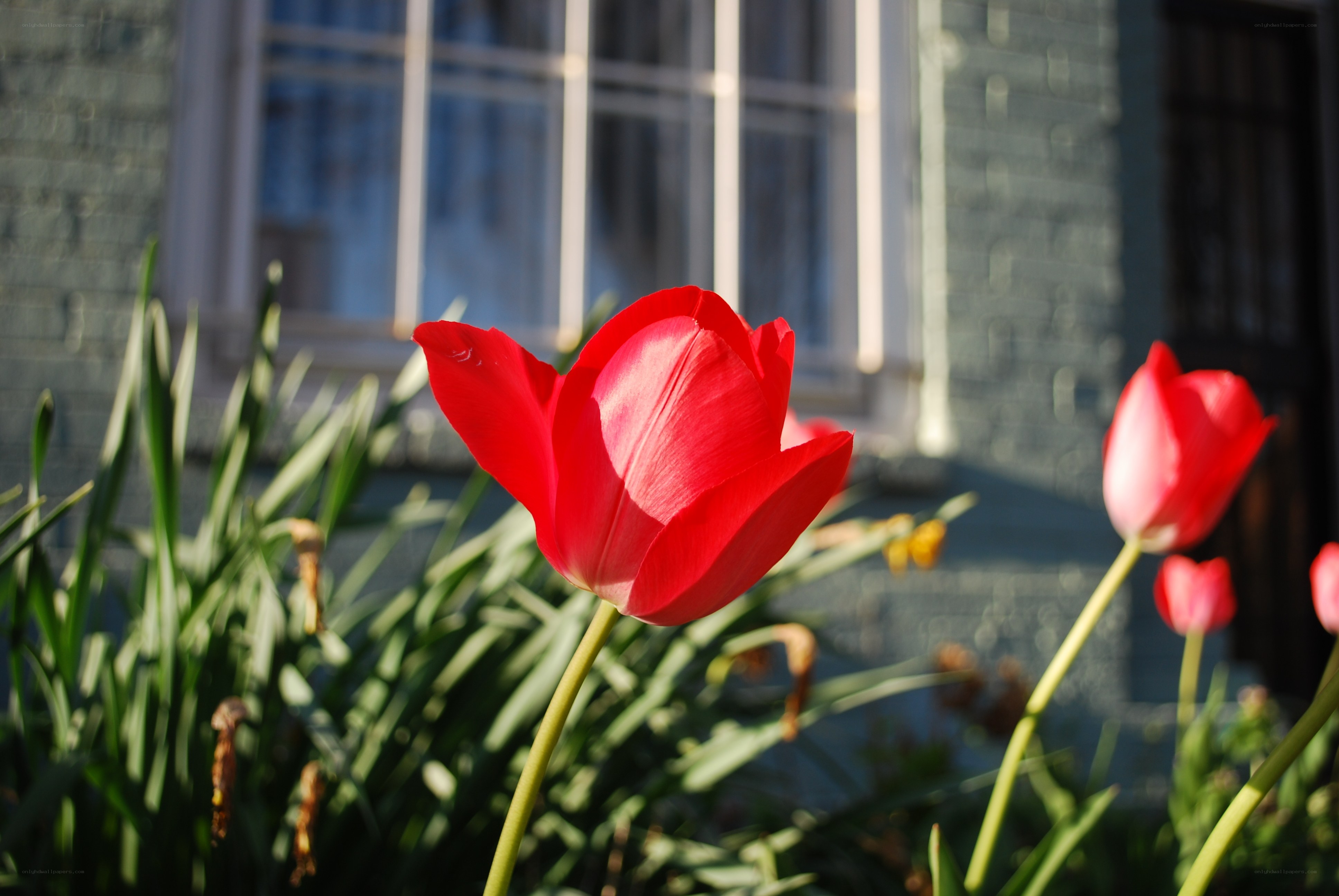 Red tulips in sunlight