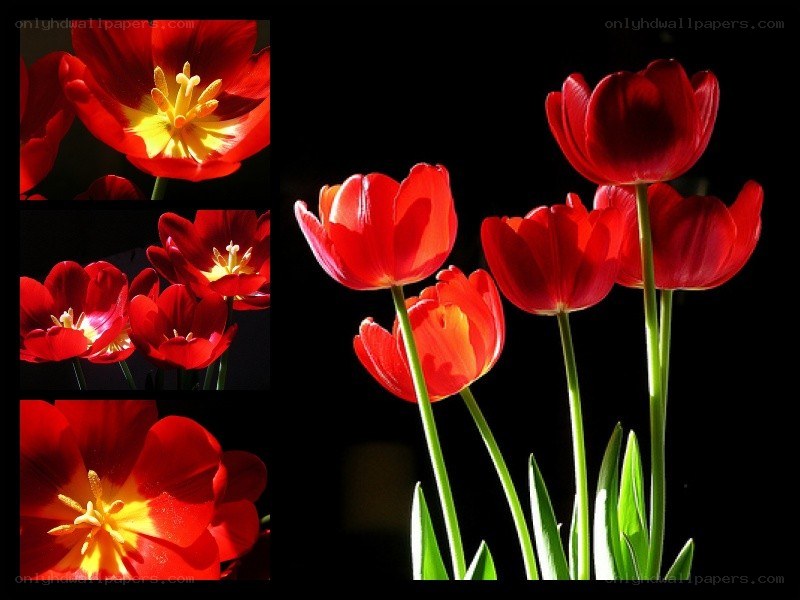 Red tulips in sunlight