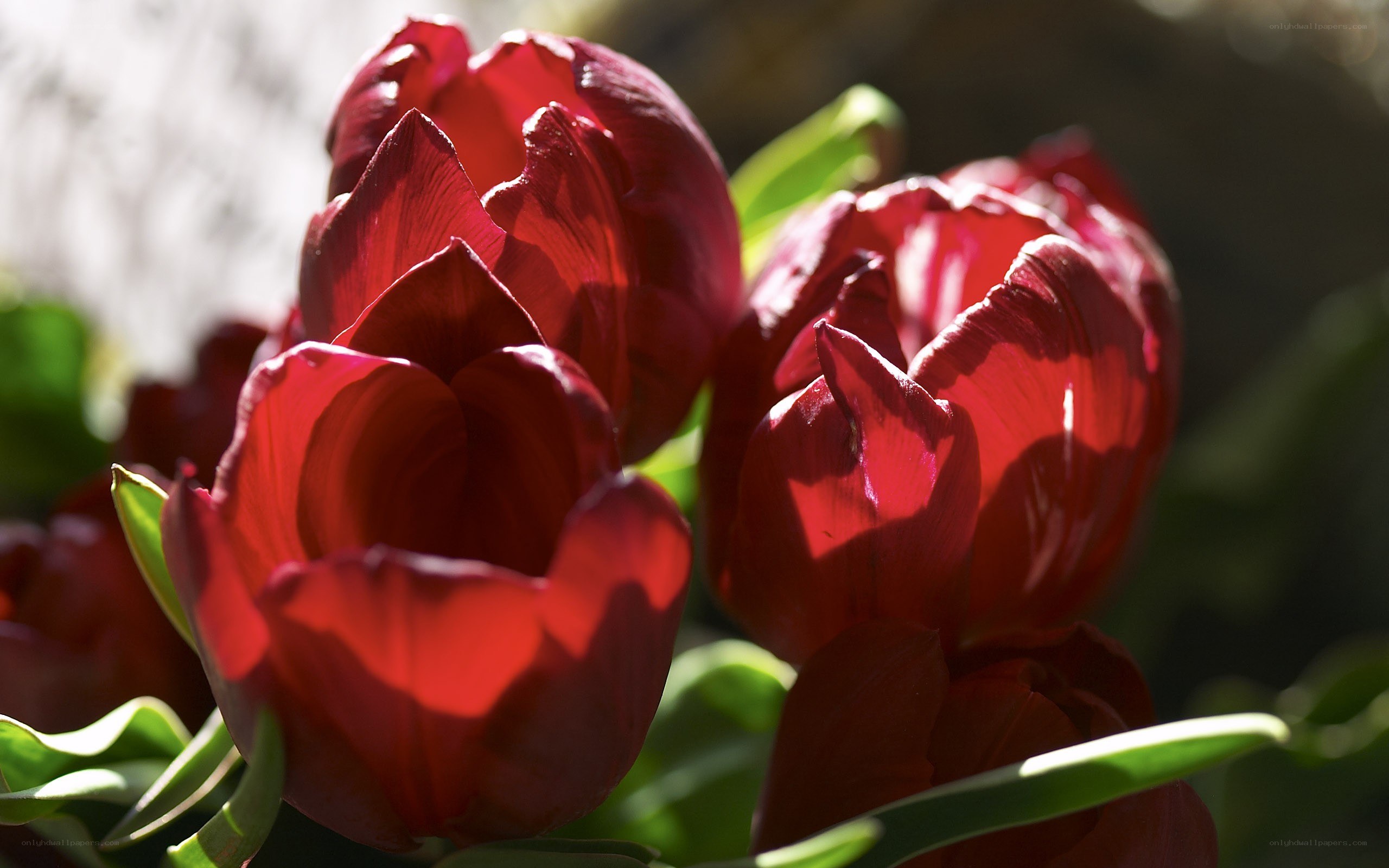 Red tulips in sunlight