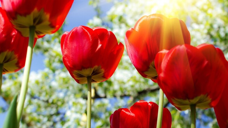 Red Tulips in Sunlight — Bright, Afternoon, Photograph