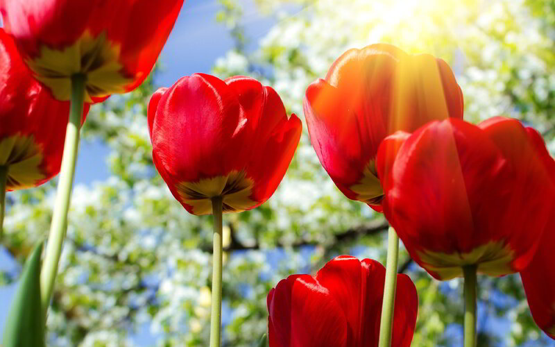 Red Tulips in Sunlight — Bright, Afternoon, Photograph, Trees
