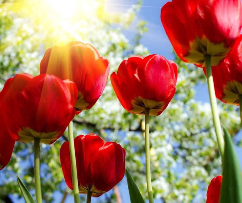 Red Tulips in Sunlight — Bright, Afternoon
