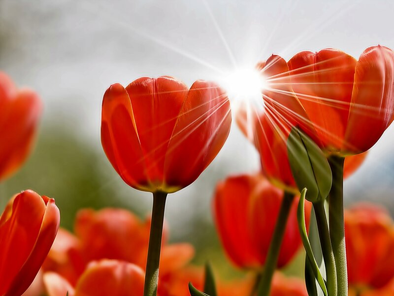 Red Tulips in Sunlight — Bright, Morning