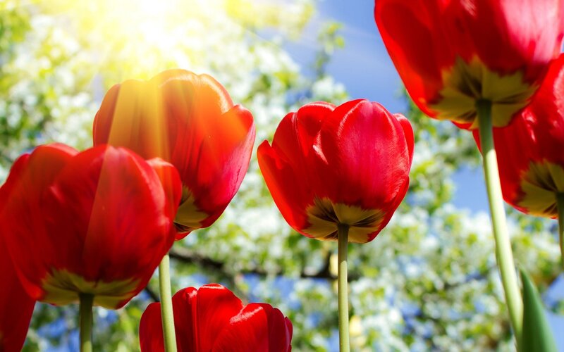 Red Tulips in Sunlight — Bright, Spring