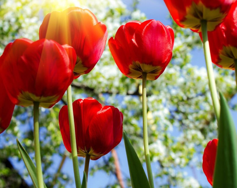 Red Tulips in Sunlight — Bright, Sunny