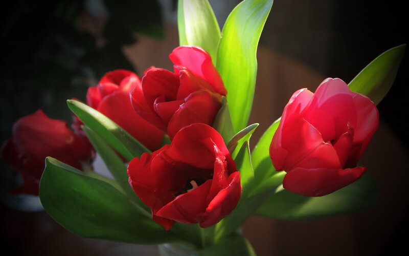 Red Tulips in Sunlight — Dramatic, Photograph, Green Leaves