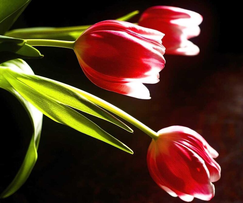 Red Tulips in Sunlight — Dramatic, Photograph, Leaves