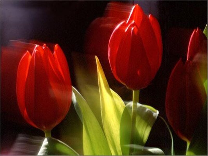 Red Tulips in Sunlight — Dramatic, Photograph