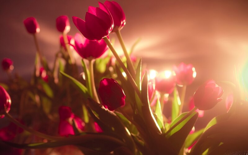 Red Tulips in Sunlight — Dramatic, Sunset, Photograph, Green Leaves