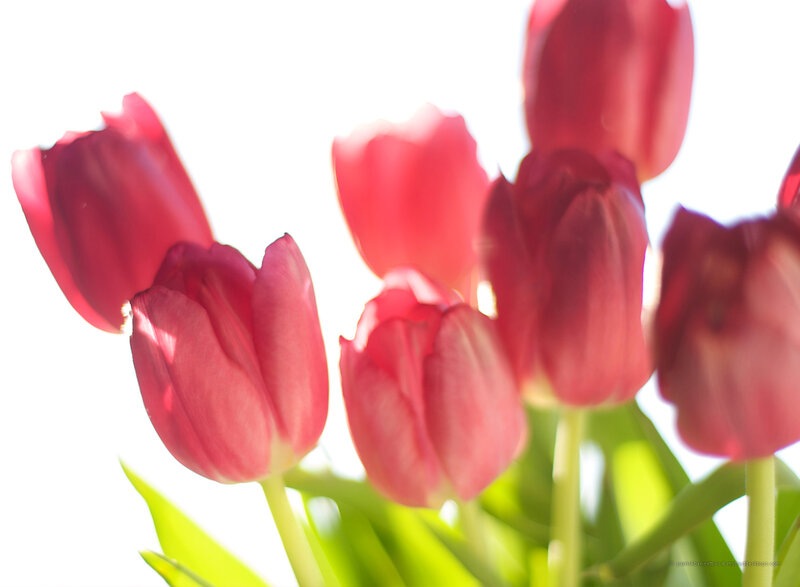 Red Tulips in Sunlight — Pink
