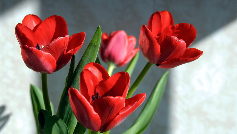 Red Tulips in Sunlight — Serene, Afternoon