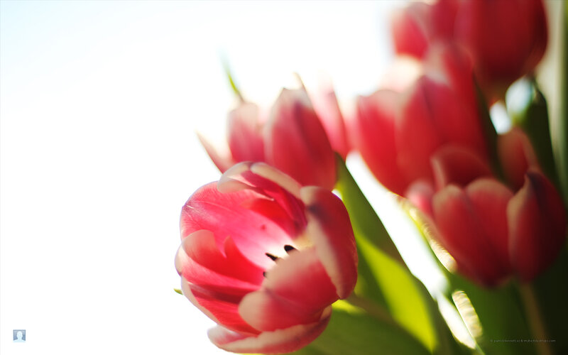 Red Tulips in Sunlight — Serene, Morning