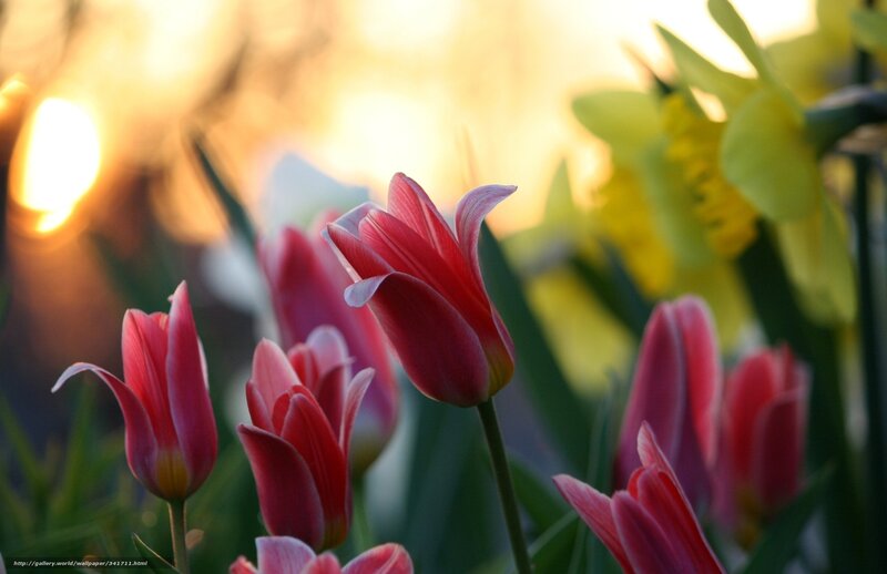 Red Tulips in Sunlight — Serene, Sunset, Photograph