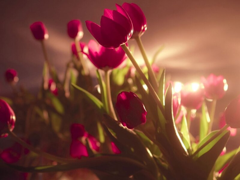 Red Tulips in Sunlight — Serene, Sunset