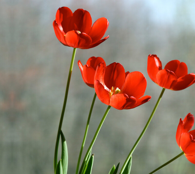 Red Tulips in Sunlight — Serene