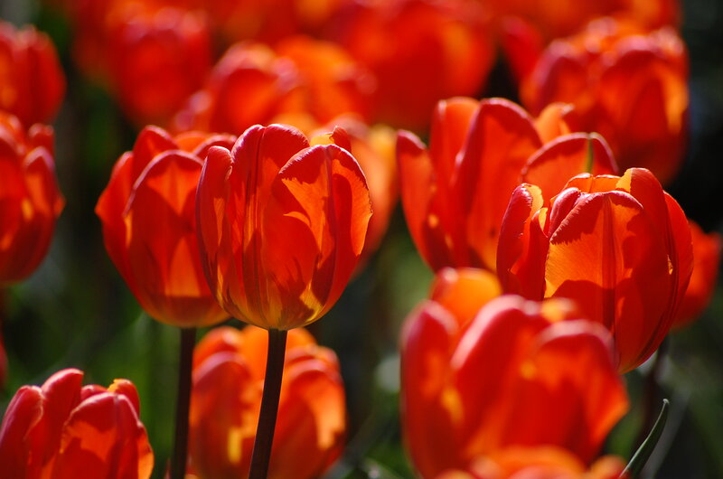 Red Tulips in Sunlight — Vibrant