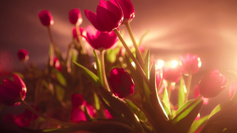 Red Tulips in Sunlight — Warm, Sunset