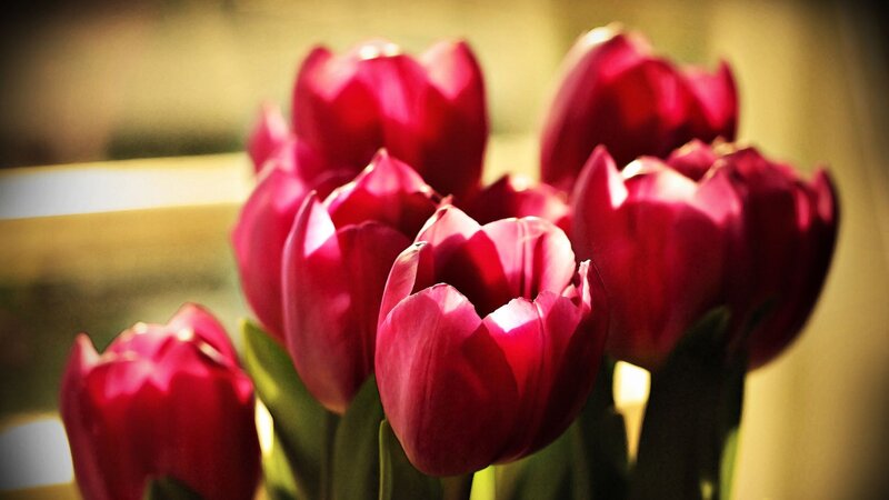 Red Tulips in Sunlight — Warm