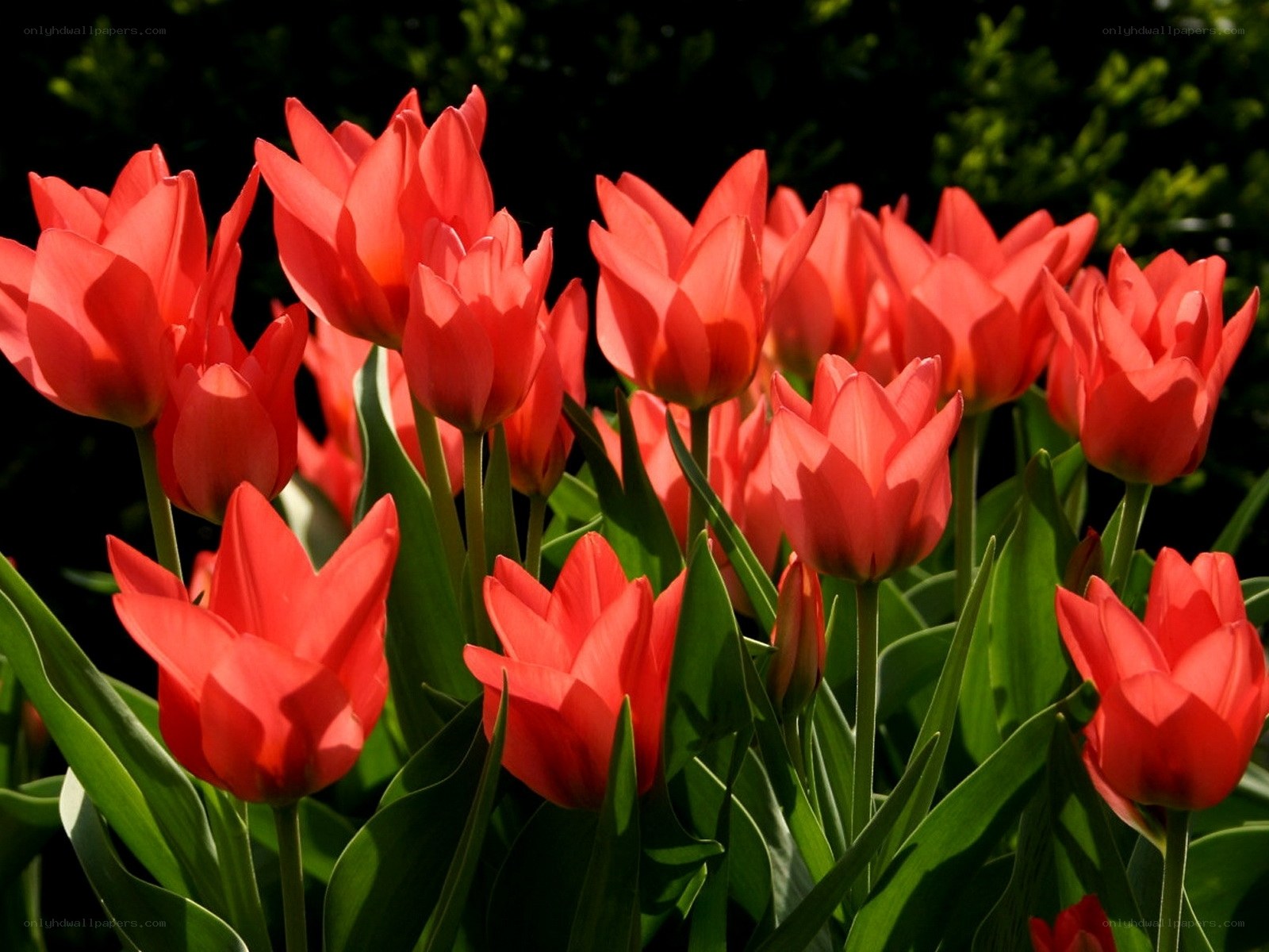 Red tulips in sunlight