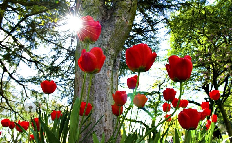 Red tulips in sunlit garden