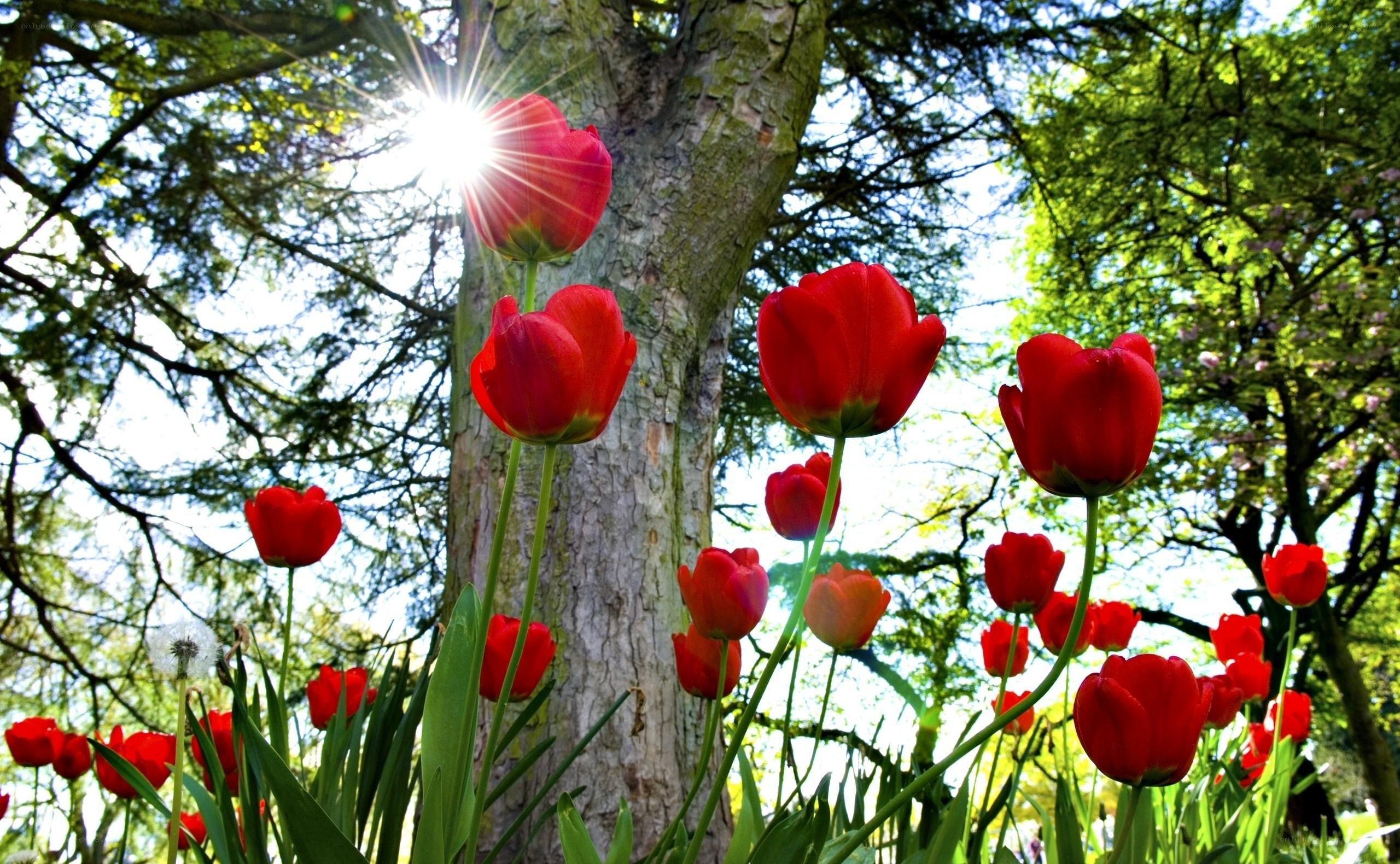 Red tulips in sunlit garden