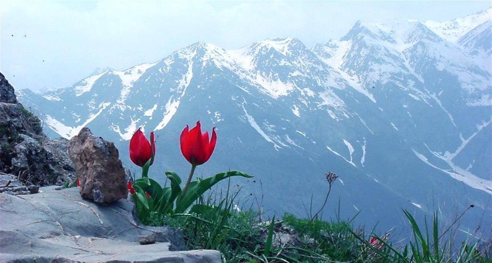 Red tulips in the mountains