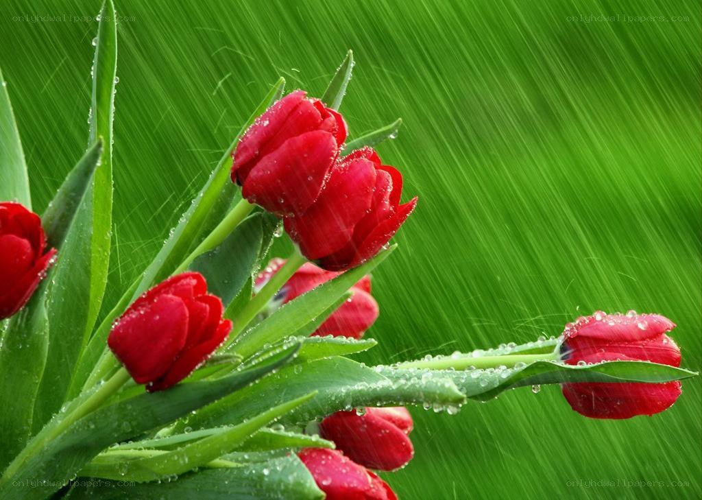 Red tulips in the rain