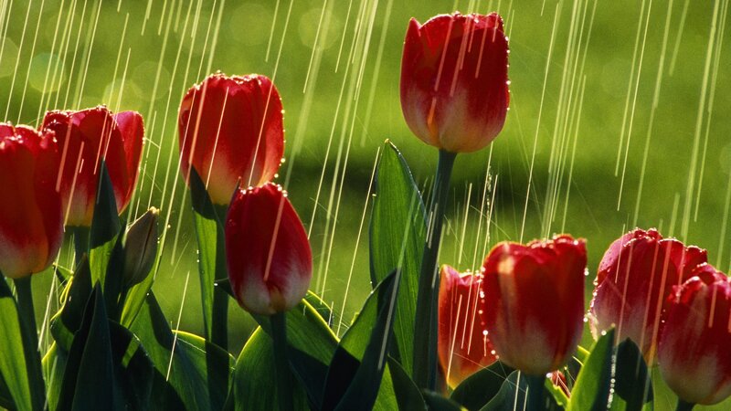 Red tulips in the rain