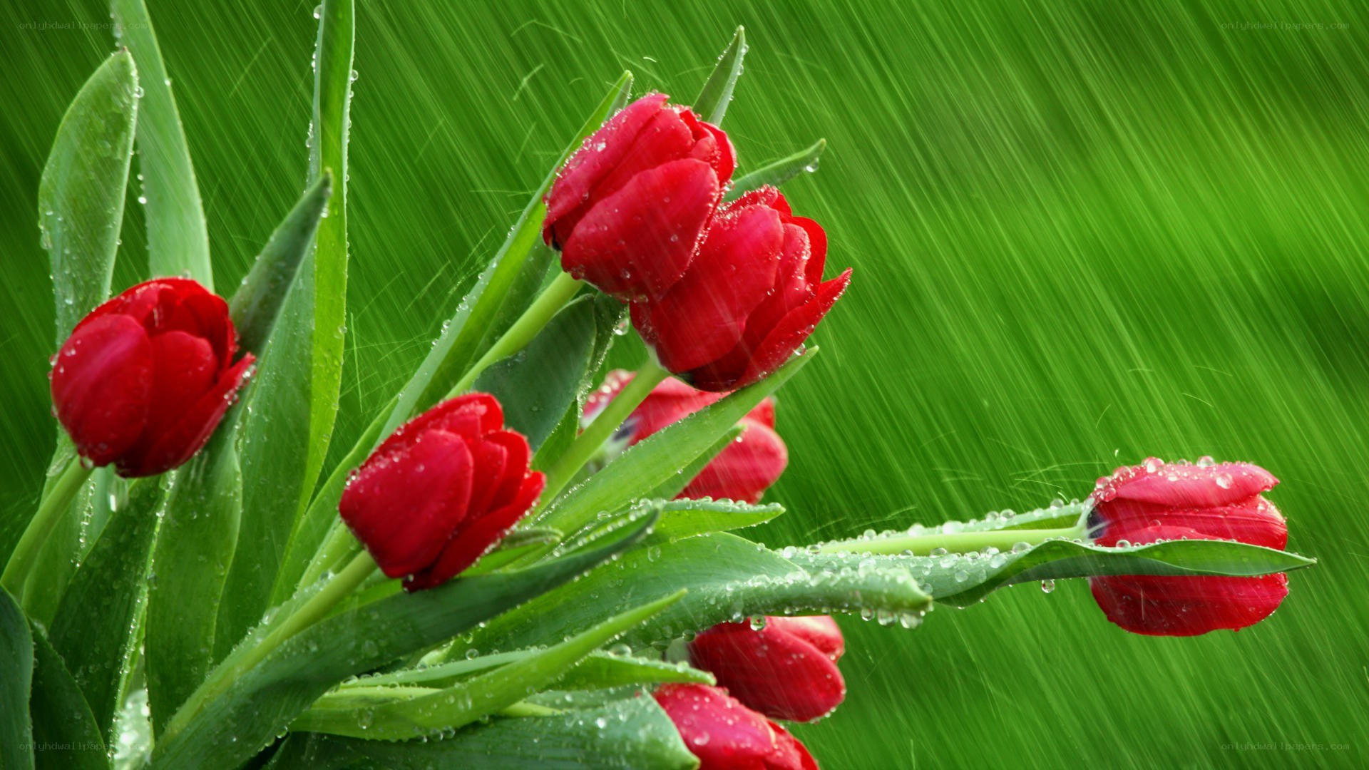 Red tulips in the rain