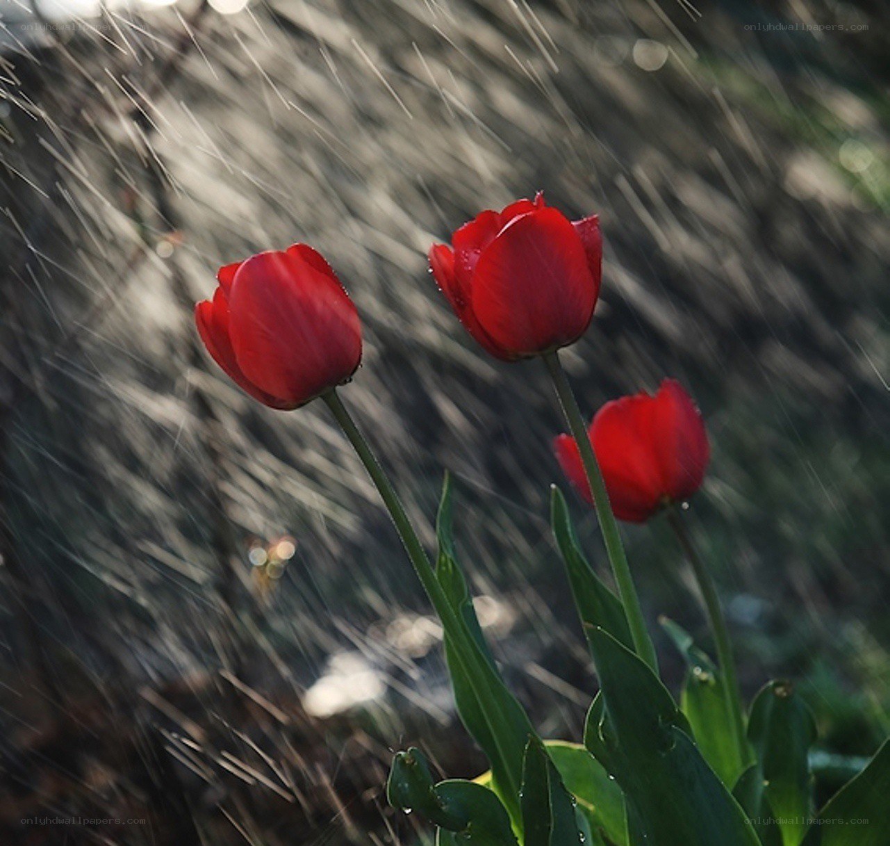 Red tulips in the rain