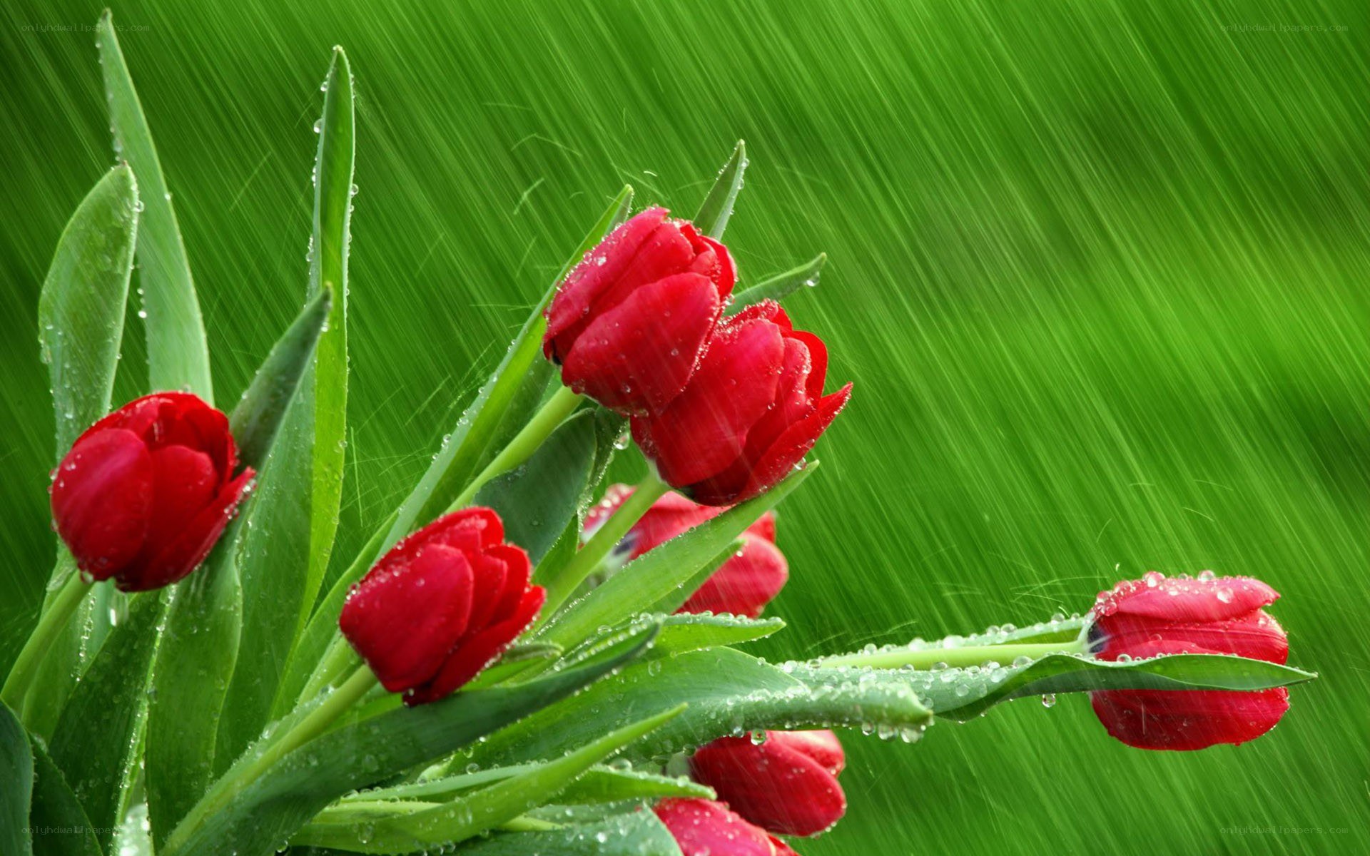 Red tulips in the rain