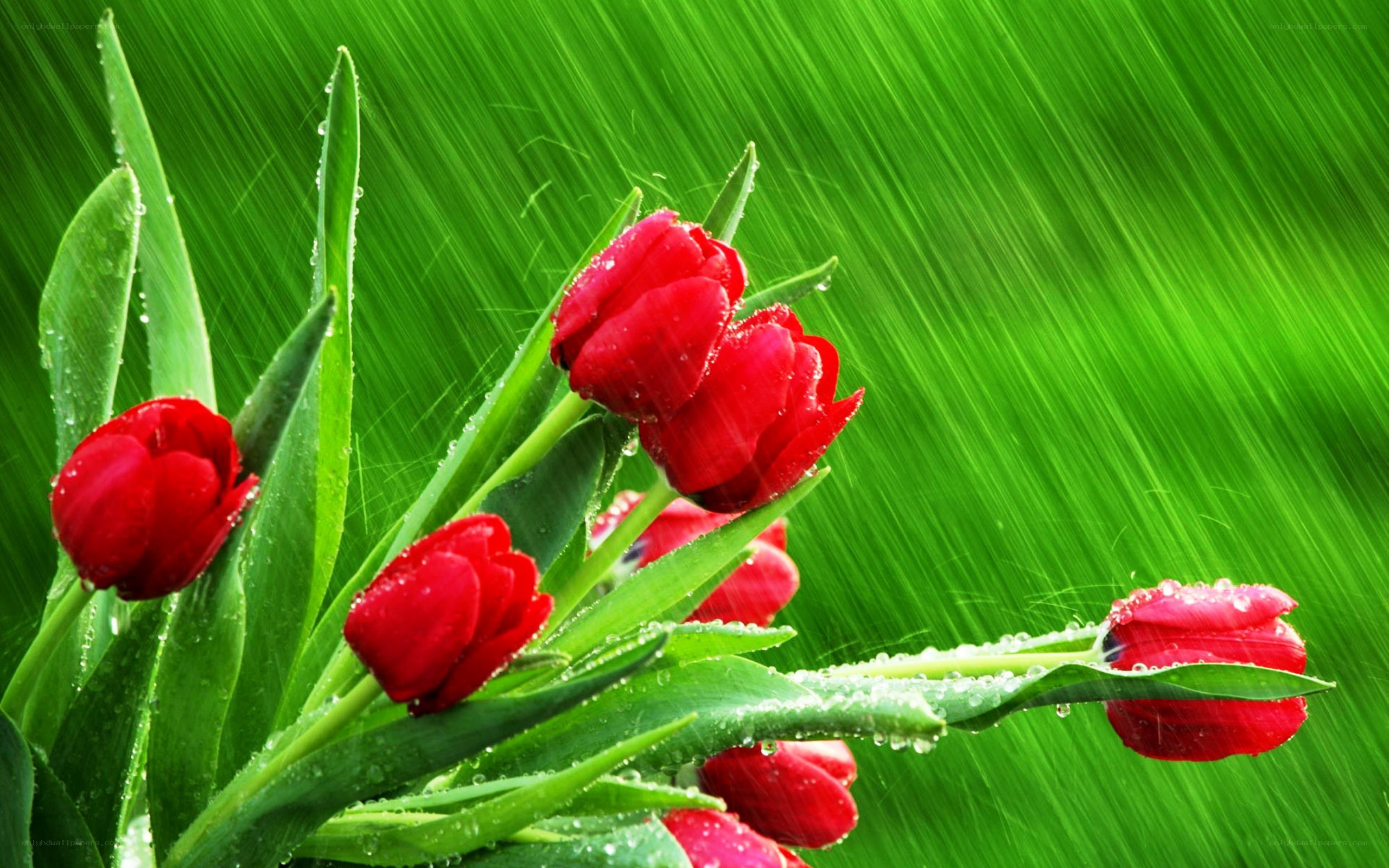 Red tulips in the rain