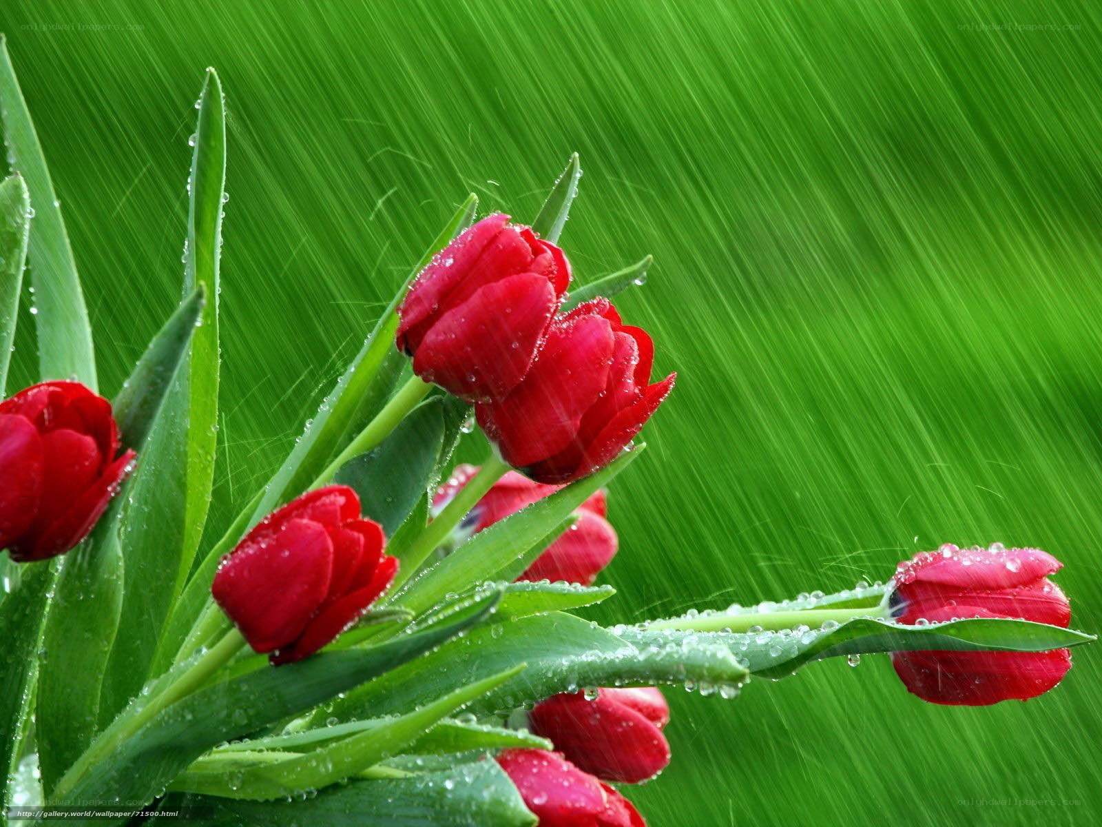 Red tulips in the rain
