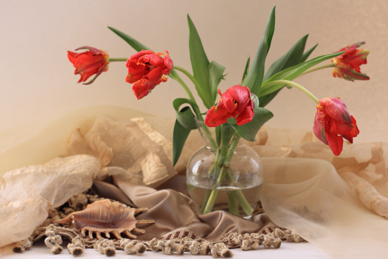 Red Tulips in Vase — Calm, Photograph, Seashell