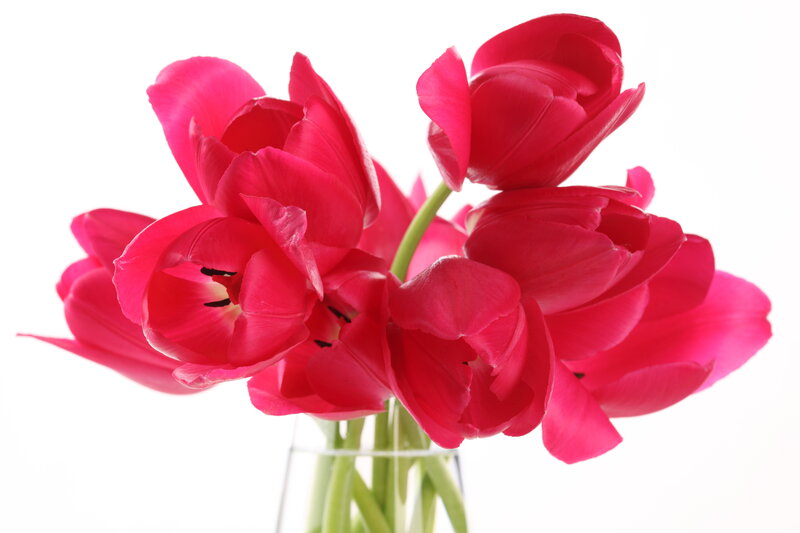 Red Tulips in Vase — Calm, Photograph