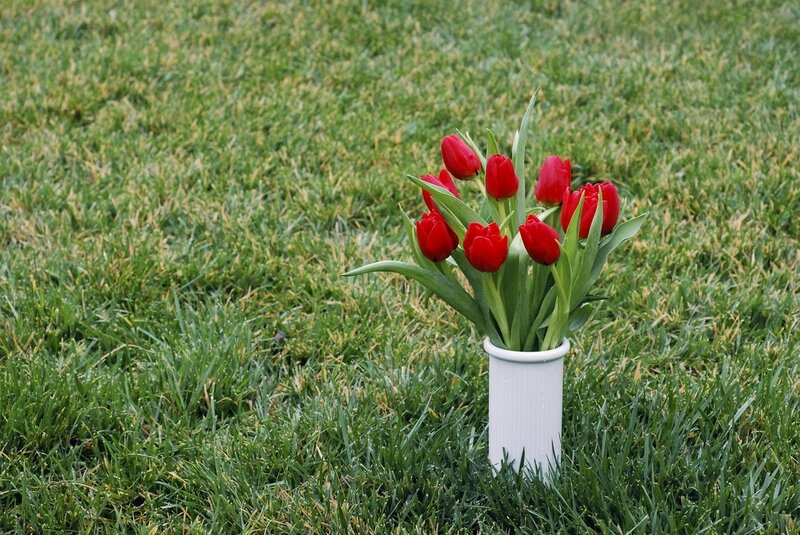 Red Tulips in Vase — Calm, Spring