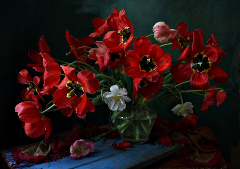 Red Tulips in Vase — Dramatic, Photograph, Cloth, Table
