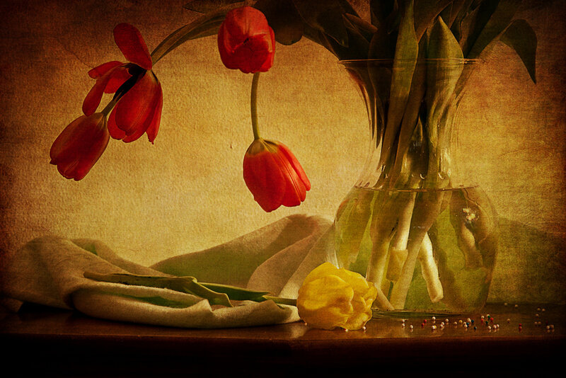 Red Tulips in Vase — Dramatic, Photograph, Cloth