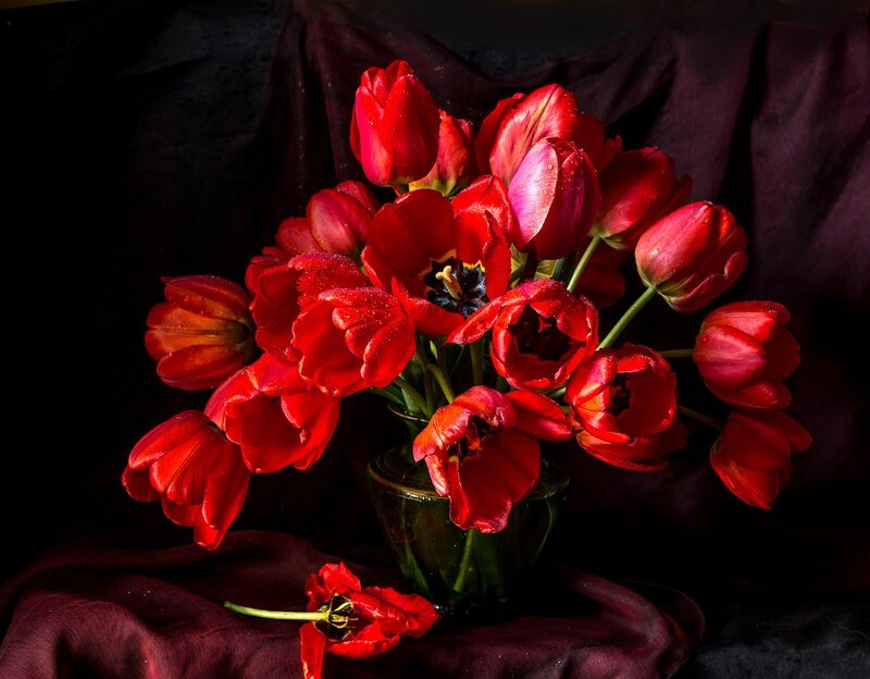 Red Tulips in Vase — Dramatic, Photograph, Fabric