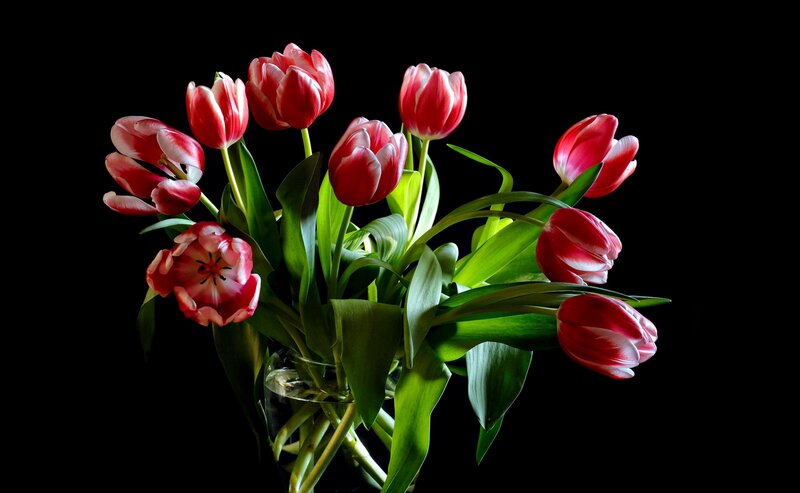 Red Tulips in Vase — Dramatic, Photograph, Green Leaves