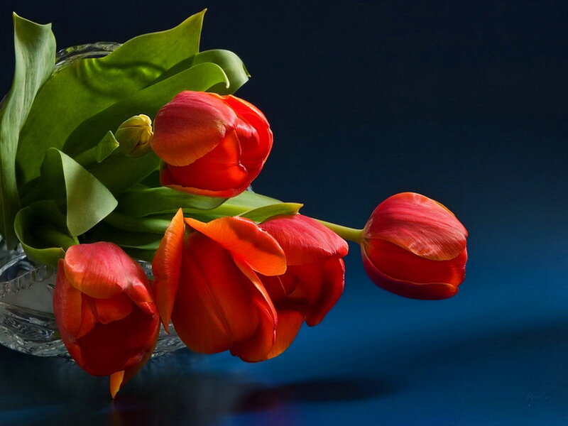 Red Tulips in Vase — Dramatic, Photograph, Leaves