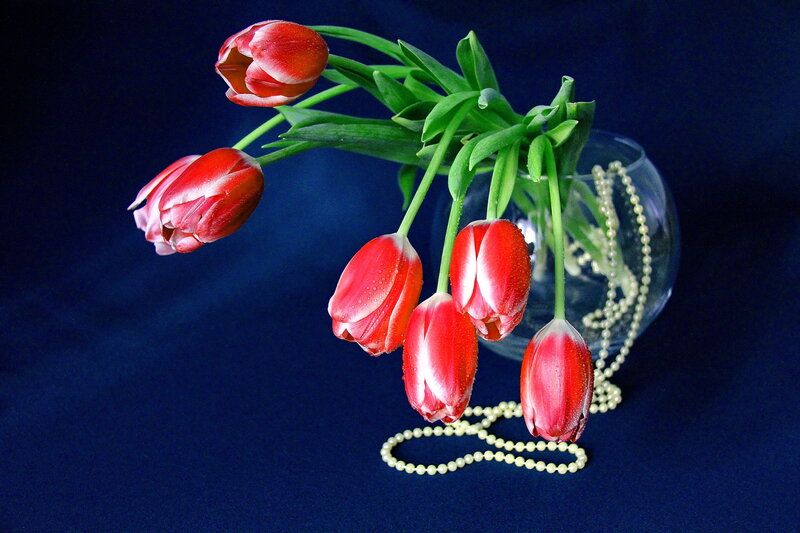 Red Tulips in Vase — Dramatic, Photograph, Pearl Necklace