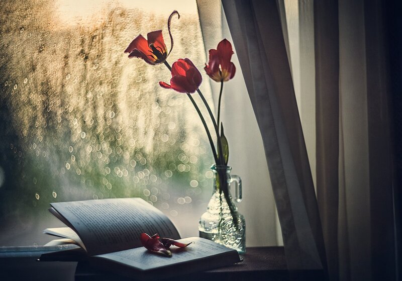 Red Tulips in Vase — Serene, Morning, Photograph, Book