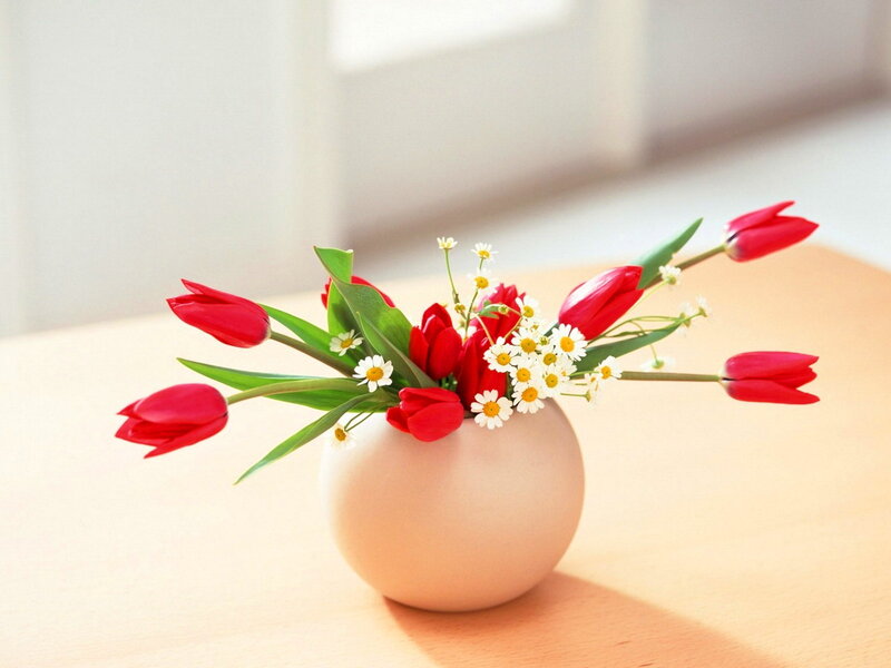 Red Tulips in Vase — Serene, Morning, Photograph, Daisies, Table