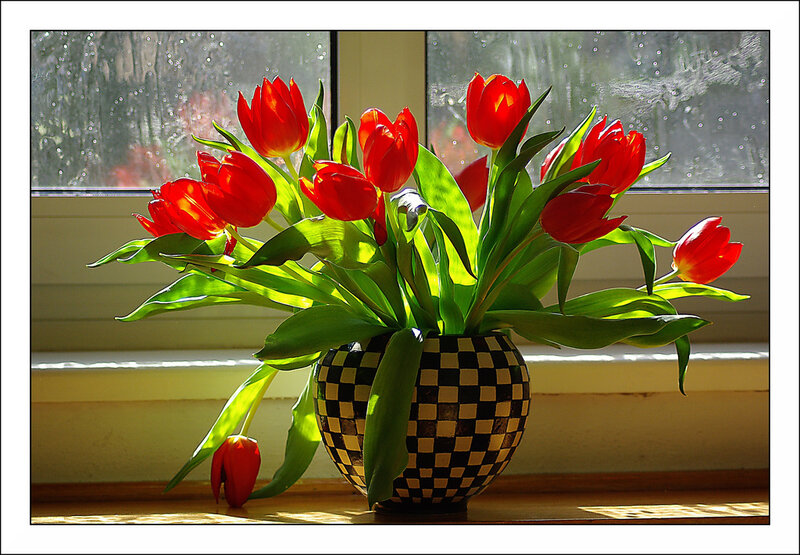 Red Tulips in Vase — Serene, Morning