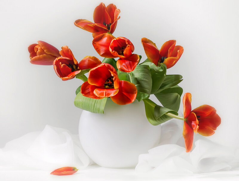 Red Tulips in Vase — White, Serene, Photograph, Leaves